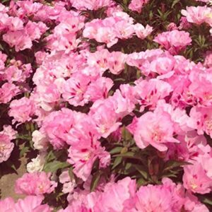 "Maiden Blush" Pink Godetia Flower Seeds for Planting, 1500+ Flower Seeds Per Packet, (Isla's Garden Seeds), Non GMO & Heirloom Seeds, Scientific Name: Clarkia Amoena, Great Home Flower Garden Gift