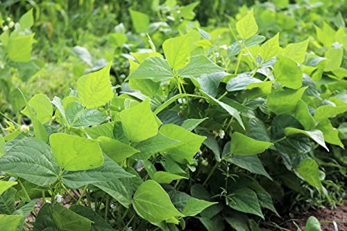 Henderson Baby Lima Bean Seeds for Planting, 30+ Heirloom Seeds Per Packet, (Isla's Garden Seeds), Non GMO Seeds, Botanical Name: Phaseolus lunatus, Great Yields, Excellent Garden Gift