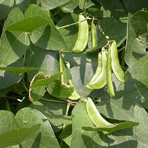 Henderson Baby Lima Bean Seeds for Planting, 30+ Heirloom Seeds Per Packet, (Isla's Garden Seeds), Non GMO Seeds, Botanical Name: Phaseolus lunatus, Great Yields, Excellent Garden Gift