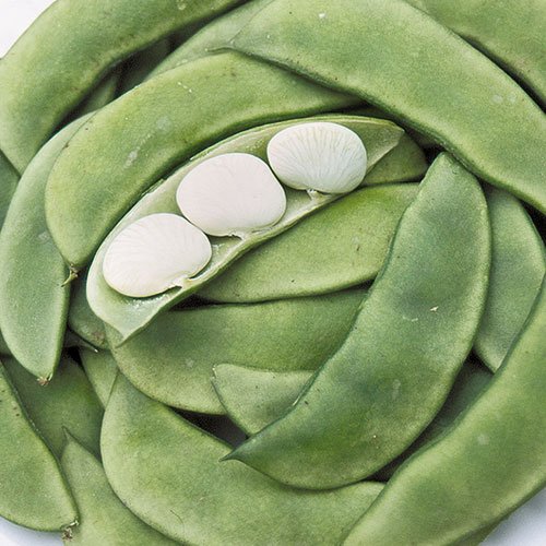 Henderson Baby Lima Bean Seeds for Planting, 30+ Heirloom Seeds Per Packet, (Isla's Garden Seeds), Non GMO Seeds, Botanical Name: Phaseolus lunatus, Great Yields, Excellent Garden Gift