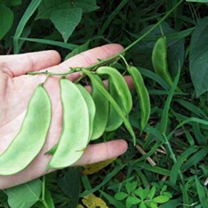 Henderson Baby Lima Bean Seeds for Planting, 30+ Heirloom Seeds Per Packet, (Isla's Garden Seeds), Non GMO Seeds, Botanical Name: Phaseolus lunatus, Great Yields, Excellent Garden Gift