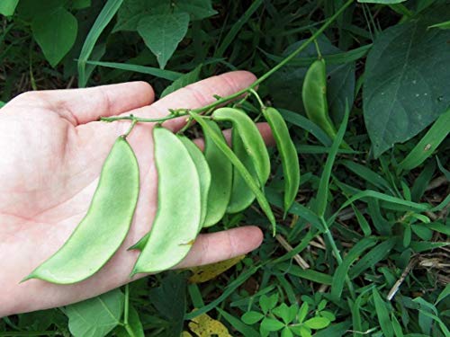 Henderson Baby Lima Bean Seeds for Planting, 30+ Heirloom Seeds Per Packet, (Isla's Garden Seeds), Non GMO Seeds, Botanical Name: Phaseolus lunatus, Great Yields, Excellent Garden Gift