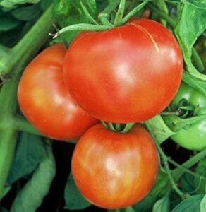 david’s garden seeds tomato beefsteak indeterminate abe lincoln 7994 (red) 25 non-gmo, heirloom seeds