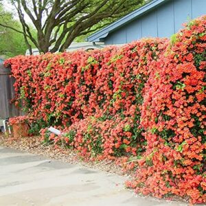 qauzuy garden 20 seeds rare red hummingbird trumpet creeper vine seeds campsis radicans perennial hardy flower – showy privacy screen- easy to grow & maintain