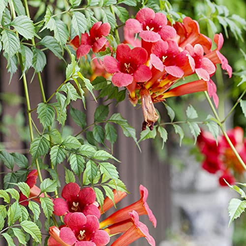 QAUZUY GARDEN 20 Seeds Rare Red Hummingbird Trumpet Creeper Vine Seeds Campsis Radicans Perennial Hardy Flower - Showy Privacy Screen- Easy to Grow & Maintain