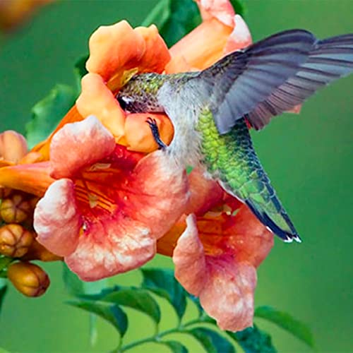 QAUZUY GARDEN 20 Seeds Rare Red Hummingbird Trumpet Creeper Vine Seeds Campsis Radicans Perennial Hardy Flower - Showy Privacy Screen- Easy to Grow & Maintain