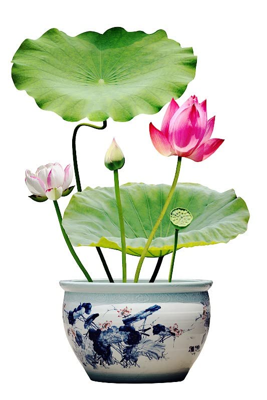 Bonsai Bowl Lotus Seeds, Water Lily Flower Plant Seeds, Ornamental Courtyard Finest Viable Mixed Colors Aquatic Water Features Seeds, Home Garden Yard Farm Pond Decoration (10)