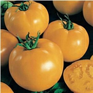sunny boy tomato seeds (20+ seeds) | non gmo | vegetable fruit herb flower seeds for planting | home garden greenhouse pack