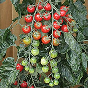 rapunzel tomato seeds (20+ seeds) | non gmo | vegetable fruit herb flower seeds for planting | home garden greenhouse pack