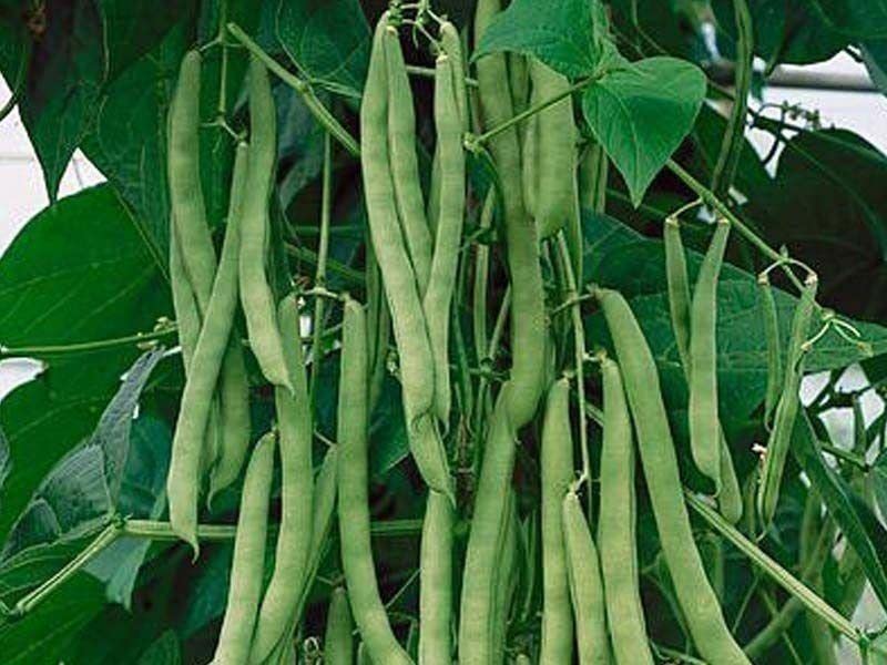 40+ Blue Lake 274 Bush Bean Seeds for Planting Heirloom Non GMO 14 Grams of Seeds Garden Vegetable Bulk Survival