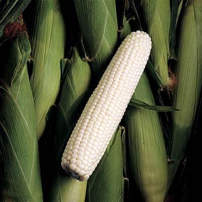 Sweet Corn Seeds - Silver King F1 Sweet Corn Variety Seeds - Insect Guard Treated Vegetable Seeds - 1/2-Pound Package