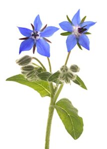 borage seeds – starflower – heirloom non-gmo herb seeds for planting an herb garden – 100 seeds – borago officinalis – by rdr seeds