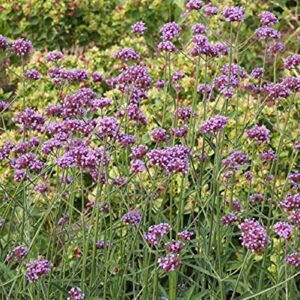 David's Garden Seeds Flower Vervain Purpletop FBA-00088 (Purple) 200 Non-GMO, Heirloom Seeds