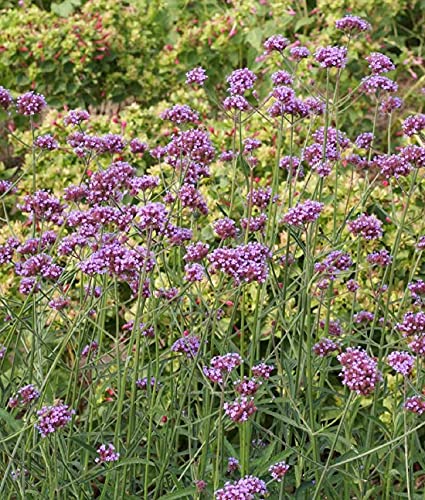 David's Garden Seeds Flower Vervain Purpletop FBA-00088 (Purple) 200 Non-GMO, Heirloom Seeds