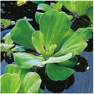 5 premium water lettuce – easy live floating pond plants for water gardens and aquariums