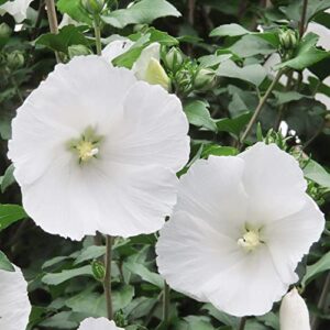 snow white hibiscus seeds perennial attracts butterflies heat & humidity tolerant bog gardens ponds beds borders outdoor 25pcs flower seeds by yegaol garden