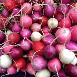 300 Easter Egg Radish Seeds for Planting Heirloom Non GMO 3.5 Grams Garden Vegetable Bulk Survival