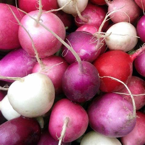 300 Easter Egg Radish Seeds for Planting Heirloom Non GMO 3.5 Grams Garden Vegetable Bulk Survival