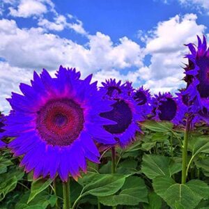 gmnp0di% sunflower seeds to plant purple sunflower seeds ornamental plant home garden yard farm office decor non-gmo seeds purple sunflower seeds