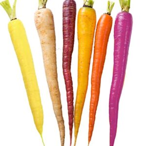 Dichmag 2000+ Rainbow Carrot Seeds for Planting - Organic Carrot Seeds Packet Grow Garden Yard - Multiple Colors Roots Vegetable Seeds(Non-GMO)