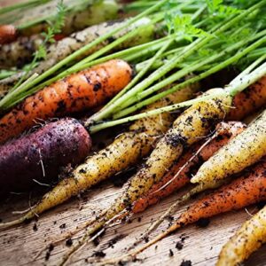 Dichmag 2000+ Rainbow Carrot Seeds for Planting - Organic Carrot Seeds Packet Grow Garden Yard - Multiple Colors Roots Vegetable Seeds(Non-GMO)