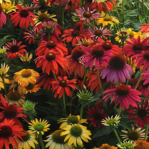 Outsidepride Echinacea Purpurea Purple Coneflower Cheyenne Spirit Garden Cut Flower Seed Mix - 20 Seeds