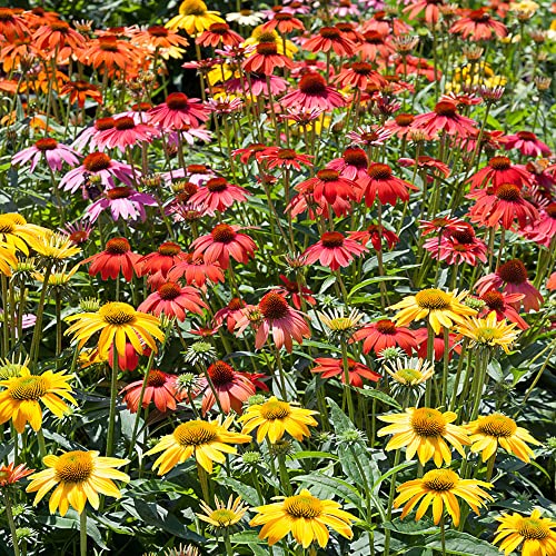 Outsidepride Echinacea Purpurea Purple Coneflower Cheyenne Spirit Garden Cut Flower Seed Mix - 20 Seeds