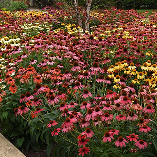 Outsidepride Echinacea Purpurea Purple Coneflower Cheyenne Spirit Garden Cut Flower Seed Mix - 20 Seeds