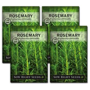 Sow Right Seeds - Rosemary Seed to Plant - Non-GMO Heirloom Seeds - Full Instructions for Easy Planting and Growing a Kitchen Herb Garden, Indoors or Outdoor; Great Gardening Gift (4)