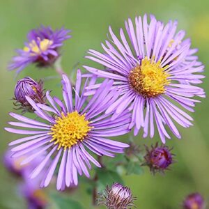 new england aster seeds michaelmas daisy easy to grow long-lived perennial attracts pollinators cut flowers deer & rabbit resistant bed border potted outdoor 100pcs by yegaol garden