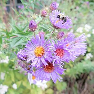 New England Aster Seeds Michaelmas Daisy Easy to Grow Long-Lived Perennial Attracts Pollinators Cut Flowers Deer & Rabbit Resistant Bed Border Potted Outdoor 100Pcs by YEGAOL Garden