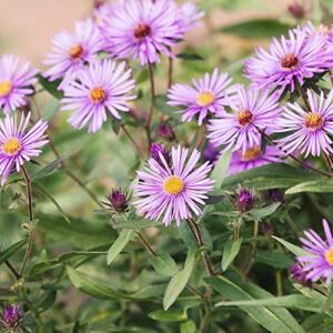 New England Aster Seeds Michaelmas Daisy Easy to Grow Long-Lived Perennial Attracts Pollinators Cut Flowers Deer & Rabbit Resistant Bed Border Potted Outdoor 100Pcs by YEGAOL Garden