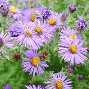 New England Aster Seeds Michaelmas Daisy Easy to Grow Long-Lived Perennial Attracts Pollinators Cut Flowers Deer & Rabbit Resistant Bed Border Potted Outdoor 100Pcs by YEGAOL Garden