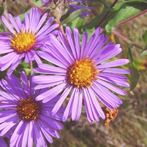 New England Aster Seeds Michaelmas Daisy Easy to Grow Long-Lived Perennial Attracts Pollinators Cut Flowers Deer & Rabbit Resistant Bed Border Potted Outdoor 100Pcs by YEGAOL Garden