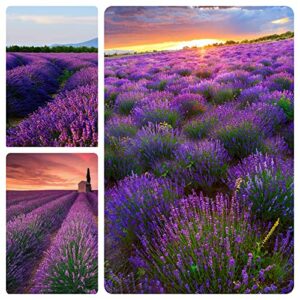 5000+ provence lavender seeds non-gmo heirloom garden home for planting, blue