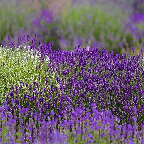 5000+ Provence Lavender Seeds Non-GMO Heirloom Garden Home for Planting, Blue