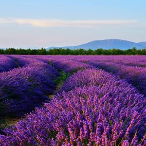 5000+ Provence Lavender Seeds Non-GMO Heirloom Garden Home for Planting, Blue