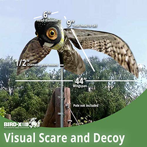 Bird-X Prowler Fake Owl Moving Wings-Realistic Bird Scare, Hawk, Pigeon, and Squirrel Repellent, Pest Deterrent Decoy Black Small