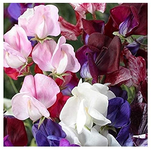 David's Garden Seeds Flower Sweet Pea Old Spice FBA-9155 (Multi) 50 Non-GMO, Heirloom Seeds