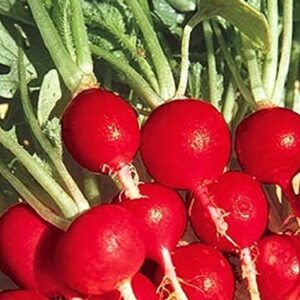 100 Champion Radish Seeds | Non-GMO | Fresh Garden Seeds