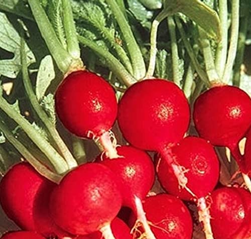 100 Champion Radish Seeds | Non-GMO | Fresh Garden Seeds