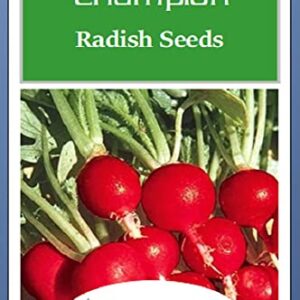 100 Champion Radish Seeds | Non-GMO | Fresh Garden Seeds