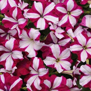 outsidepride burgundy star easy wave petunia spreading garden flowers for hanging baskets, pots, containers, beds – 30 seeds