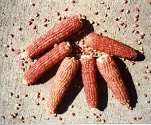 david’s garden seeds popcorn early pink fba-00052 (pink) 100 non-gmo, heirloom seeds