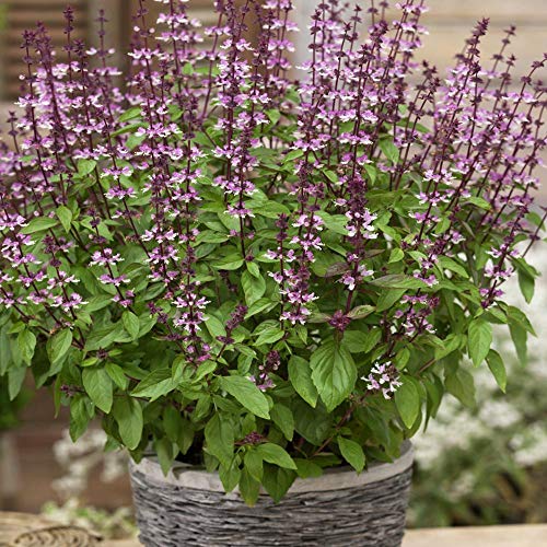 Outsidepride Basil Cinnamon Ocimum Basilicum Culinary Herb Garden Plant - 5000 Seeds