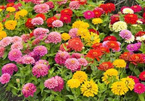zinnia speciality roll out flowers – concentrated flower planting gardener indoor outdoor kit – by garden innovations