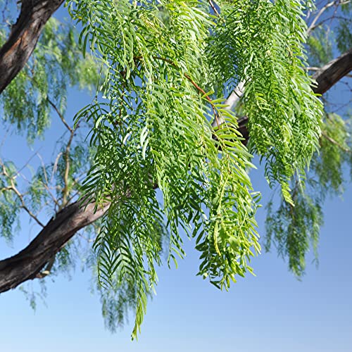 YEGAOL Garden 5Pcs Prosopis Glandulosa Seeds Honey Mesquite,Glandular Mesquite, Algarroba Fragrant Attracts Bees Heat & Drought Tolerant Deer Resistant Courtyard Garden Outdoor