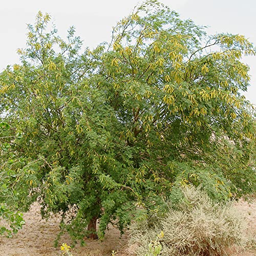 YEGAOL Garden 5Pcs Prosopis Glandulosa Seeds Honey Mesquite,Glandular Mesquite, Algarroba Fragrant Attracts Bees Heat & Drought Tolerant Deer Resistant Courtyard Garden Outdoor