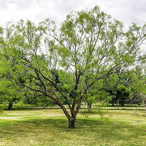 YEGAOL Garden 5Pcs Prosopis Glandulosa Seeds Honey Mesquite,Glandular Mesquite, Algarroba Fragrant Attracts Bees Heat & Drought Tolerant Deer Resistant Courtyard Garden Outdoor