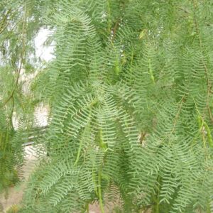 YEGAOL Garden 5Pcs Prosopis Glandulosa Seeds Honey Mesquite,Glandular Mesquite, Algarroba Fragrant Attracts Bees Heat & Drought Tolerant Deer Resistant Courtyard Garden Outdoor